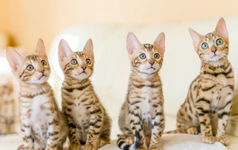 4-tipos-de-personalidades-en-los-gatos_485x305px