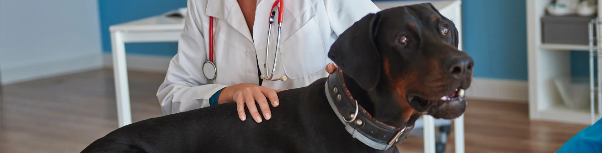 Displasia de cadera en perros