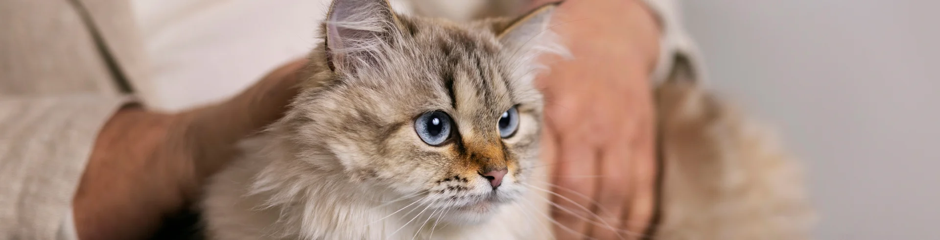 Conoce todo sobre la leucemia en gatos