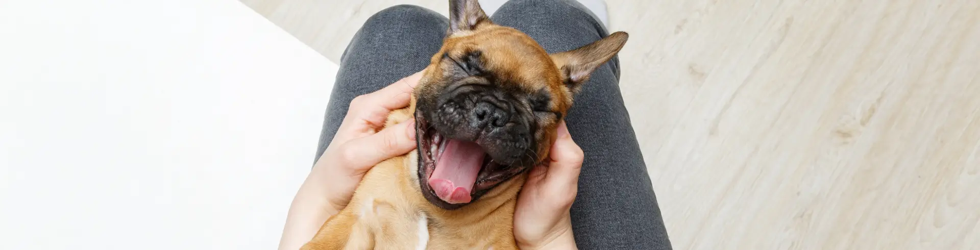 Guía de higiene diaria para mascotas con piel sensible