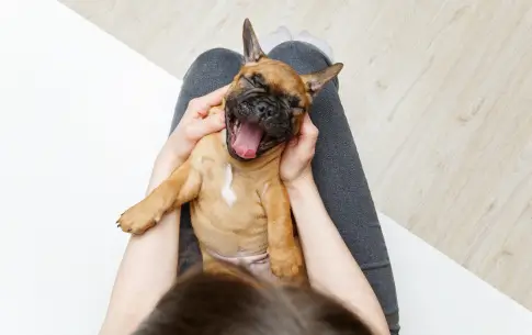 Guía de higiene diaria para mascotas con piel sensible