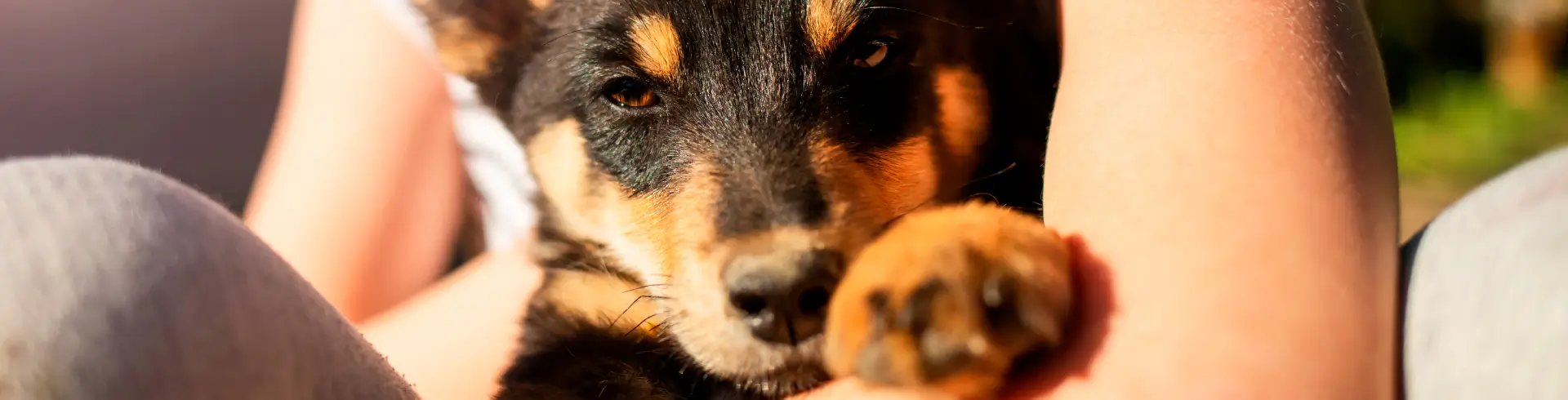 Uso de pañitos húmedos en cachorros cuidados especiales