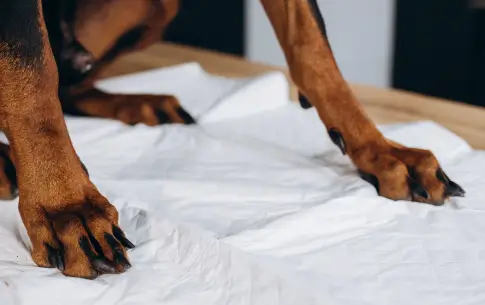 Cómo elegir el tamaño adecuado de tapete absorbente para tu perro