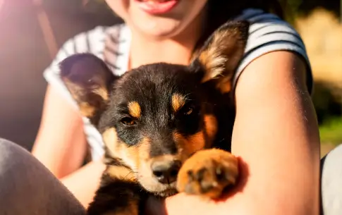 Uso de pañitos húmedos en cachorros cuidados especiales