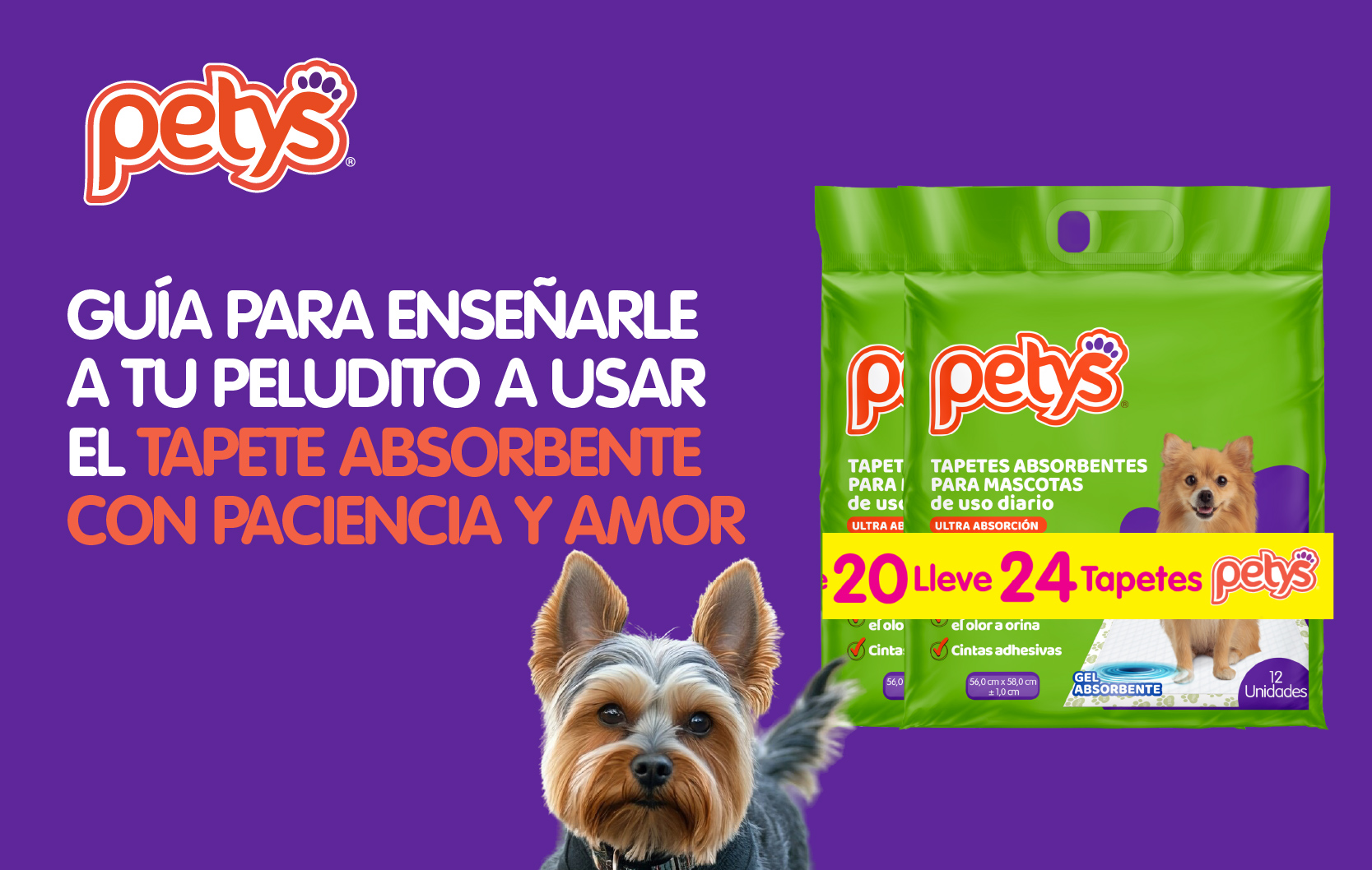 Cómo entrenar a un perro de raza pequeña a usar tapetes absorbentes.