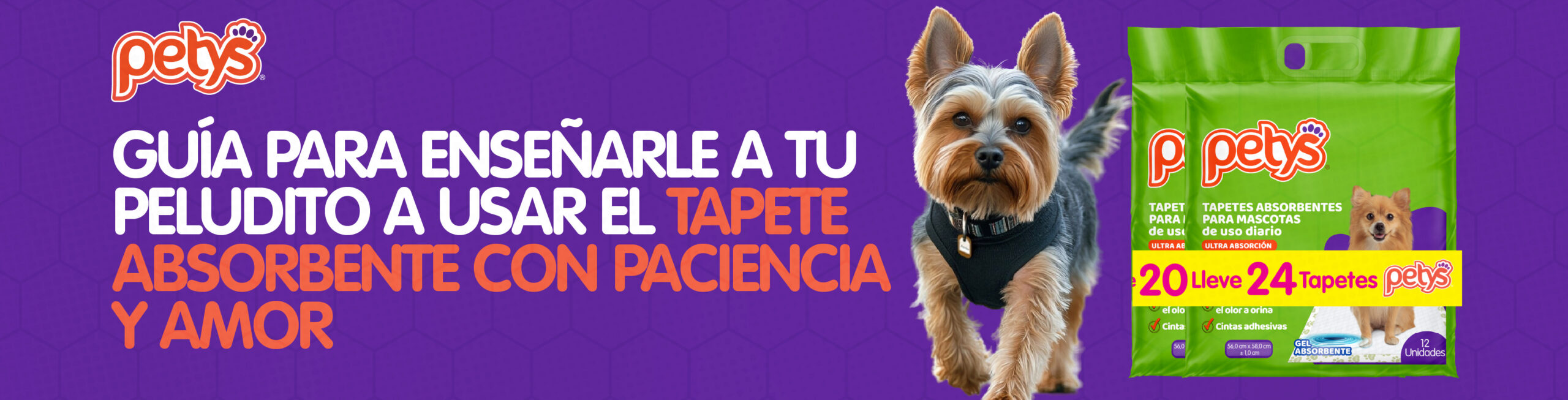 Cómo entrenar a un perro de raza pequeña a usar tapetes absorbentes.