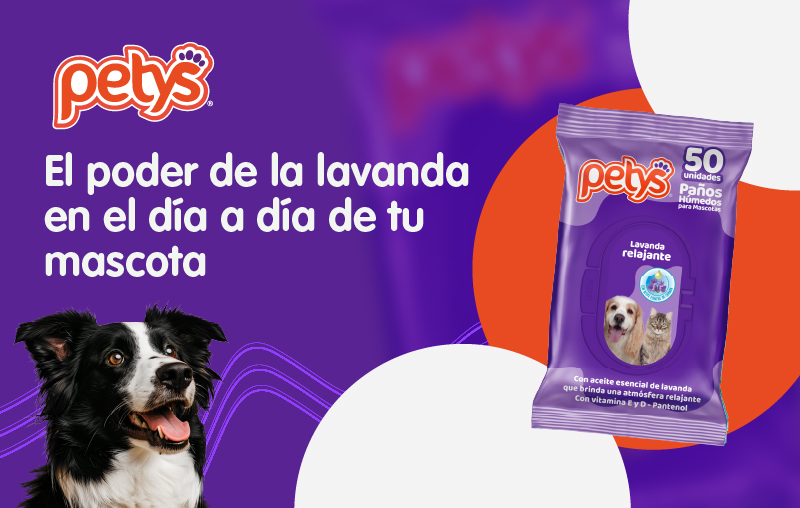 Descubre cómo la lavanda combina higiene y calma en la rutina de tu perro o gato. Conoce los Pañitos Húmedos Petys Lavanda Relajante x50 und